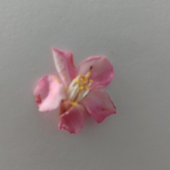 Meet your Posher, Brianna - Picture 2 of 4